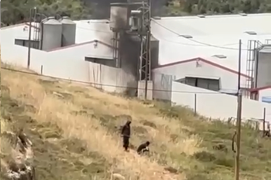 פורעים יהודים בכפר ג'אלוד בבנימין (צילום: רשתות חברתיות, סעיף 27א' לחוק זכויות יוצרים)