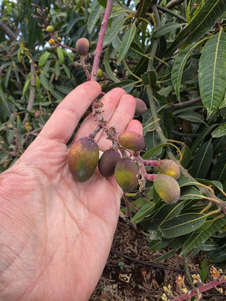 Damage to mango (Photo: Elkana Ben Yashar)