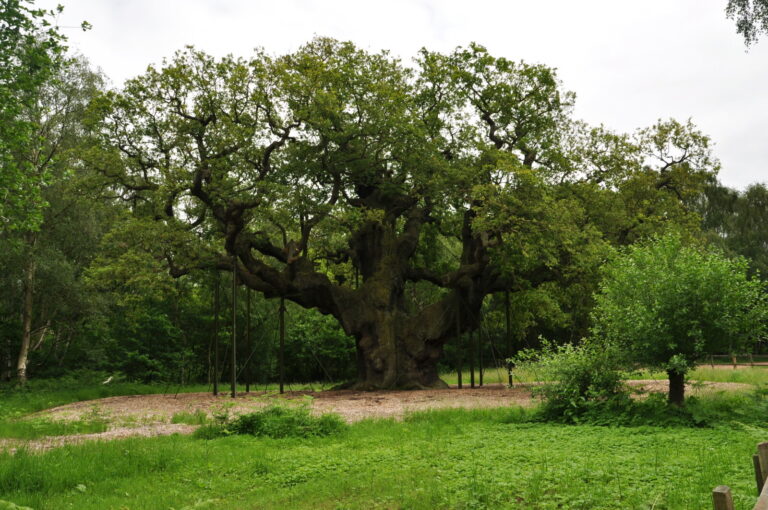 עץ האלון מייג'ור (צילום: Nilfanion – Wikimedia UK)
