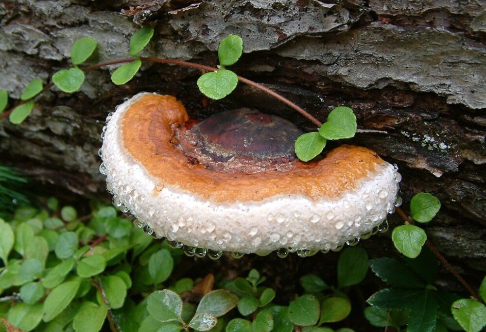Fomitopsis pinicola, פטריה (צילום: ויקיפדיה/“John Womack (littlejohn)”)