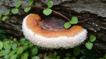 Fomitopsis pinicola, פטריה (צילום: ויקיפדיה/“John Womack (littlejohn)”)