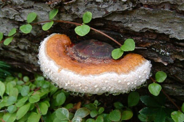 Fomitopsis pinicola, פטריה (צילום: ויקיפדיה/“John Womack (littlejohn)”)