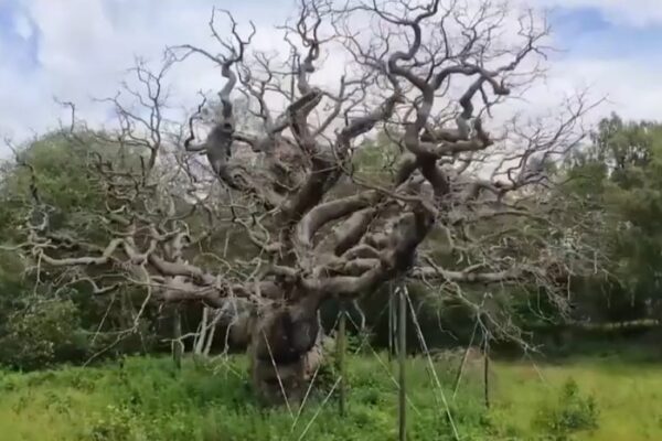 עץ האלון מייג'ור (צילום מסך)