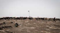 מרעה משפחת בשאראת, סמוך לתחום הדגלים שאליו מונעים ממנה להיכנס (צילום: דוד טברסקי)