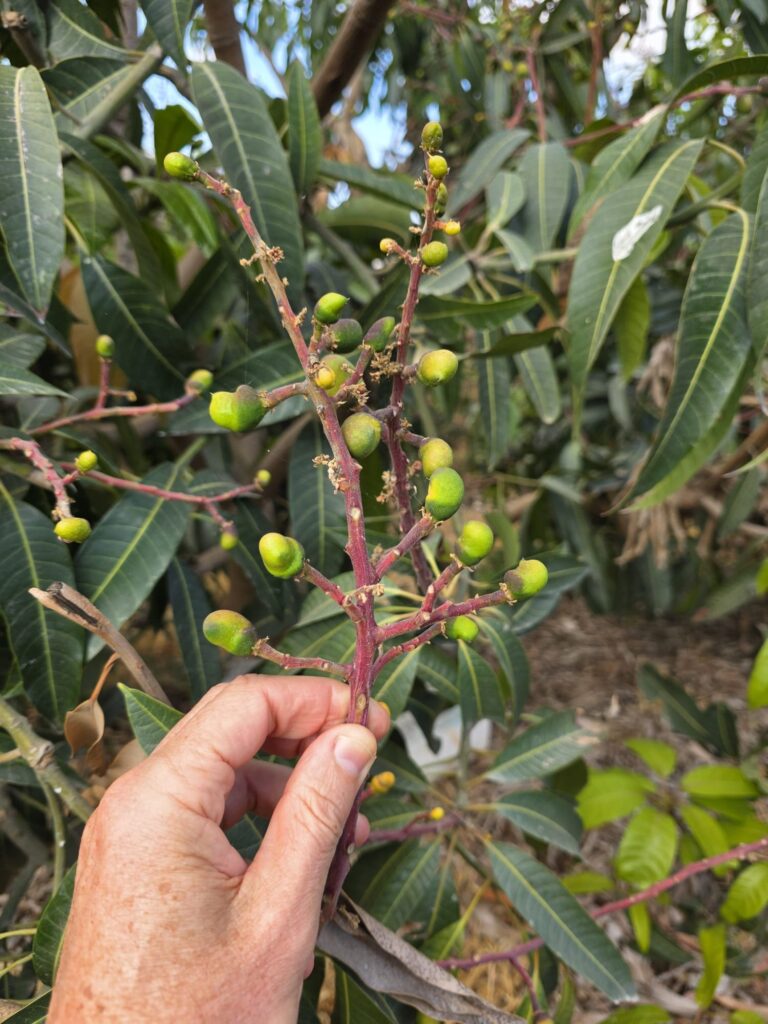 Damage to mangoes (Photo: Elkana Ben Yashar)