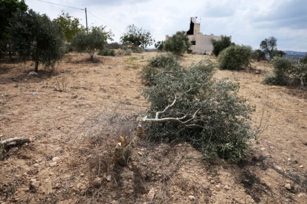עצים שנעקרו בידי פורעים יהודים בכפר ג'אלוד שבשומרון (צילום: REUTERS/Ammar Awad)
