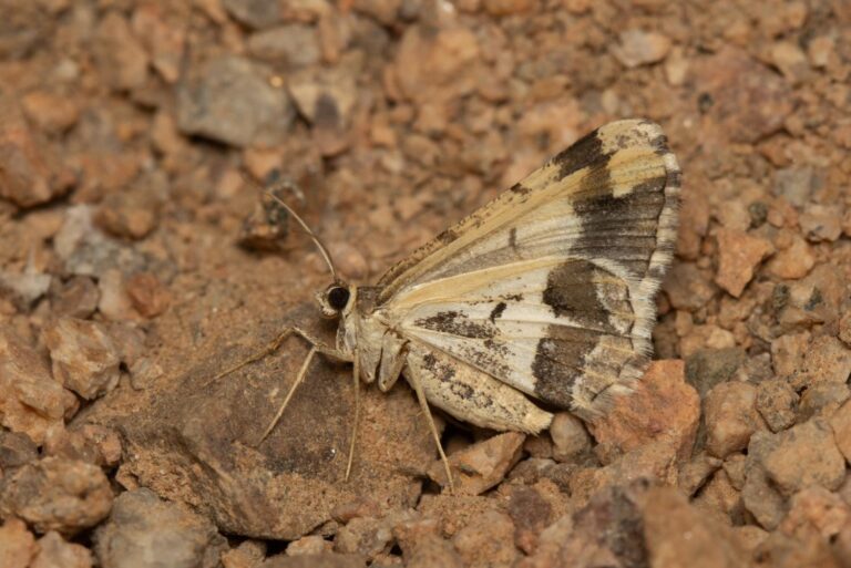 Chiasmia latimarginaria, מודד שמשה נאמן הוא היחיד שתיעד בישראל. חוקרים סברו שהוא נמצא בארץ, אך במשך עשרות שנים הוא לא נמצא (צילום: משה נאמן)