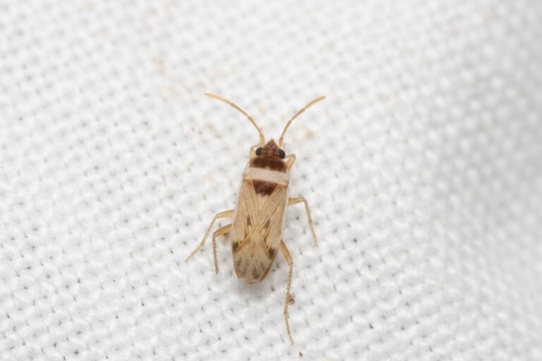 Liolobus pallidicornis – פשפש שנאמן הוא היחיד בעולם שראה אותו חי וצילם אותו (צילום: משה נאמן)