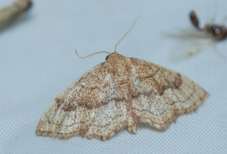 Idaea detritaria – מודד שהתגלה מחדש כמאה שנה אחרי שתואר למדע על סמך פרטים שנאספו באזור תל אביב. נאמן היה מהראשונים לצלם אותו, אולם רק לאחר כשנה התבררה התגלית (צילום: משה נאמן)
