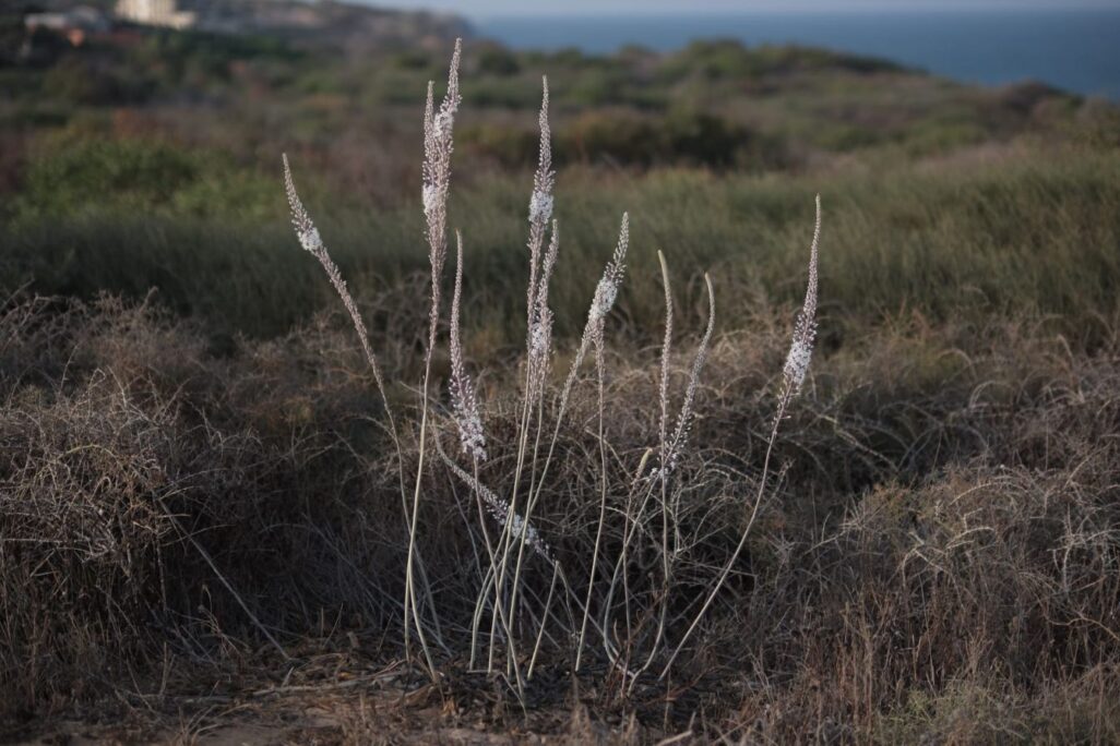 חצבים בגליל (צילום: דוד טברסקי)