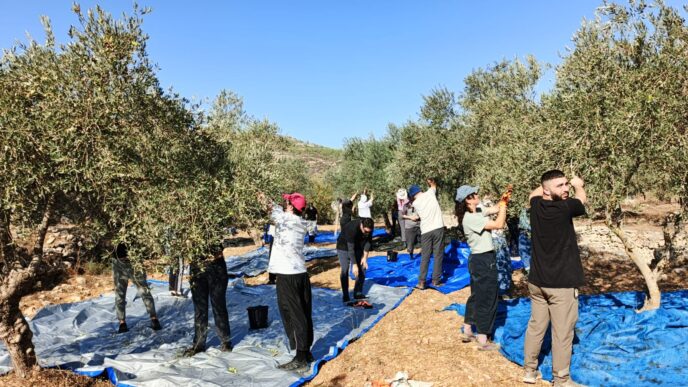 מתנדבים מוסקים זיתים במטע בגדה המערבית (צילום: קול רבני לזכויות אדם)
