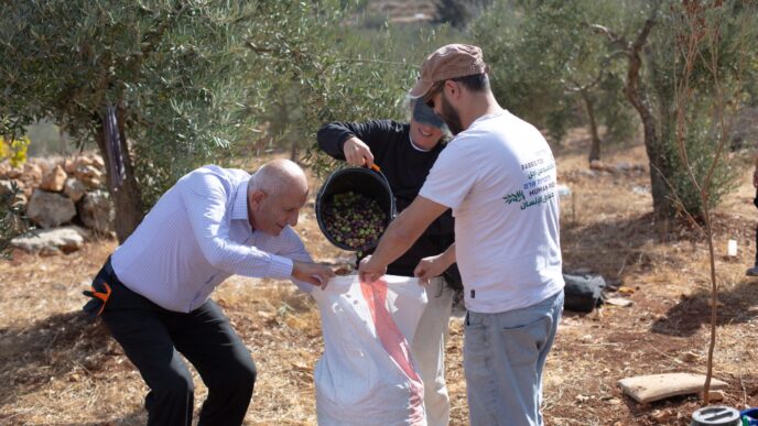 מתנדבי קול רבני לזכויות אדם מעבירים את הזיתים שנאספו לשק במהלך המסיק (צילום: קול רבני לזכויות אדם)