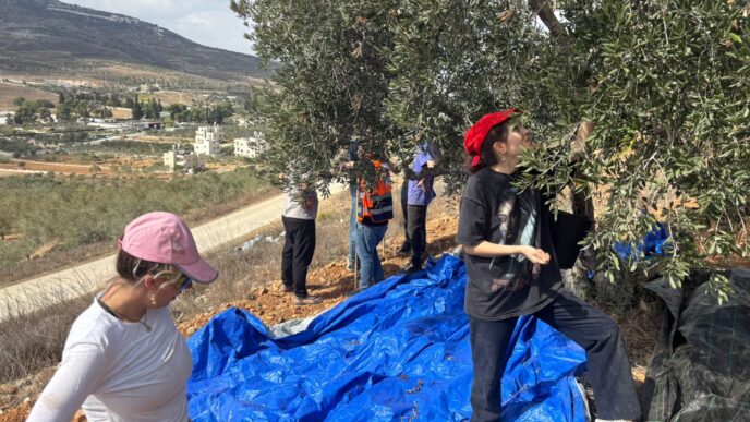 מתנדבים במסיק זיתים בגדה המערבית, על גבי יריעות שנפרשו מתחת לעצים (צילום: קול רבני לזכויות אדם)