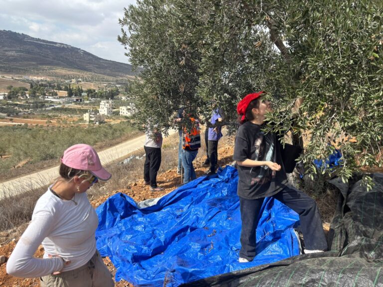 متطوعون في قطف الزيتون في الضفة الغربية، على شوادر التي تم فرشها تحت الأشجار (تصوير : منظمة صوت حاخامي من أجل حقوق الإنسان)