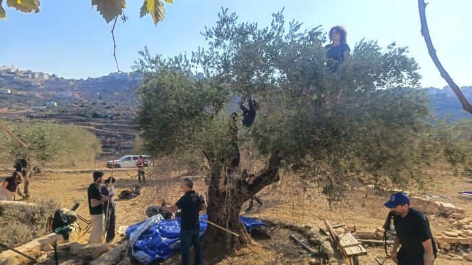 מתנדבים מוסקים זיתים מעץ במטע בגדה המערבית (צילום: קול רבני לזכויות אדם)