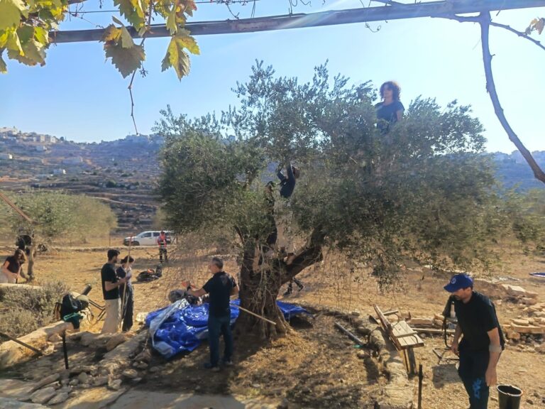 متطوعون يقومون بقطف الزيتون في كرم زيتون في الضفة الغربية (تصوير : منظمة صوت حاخامي من أجل حقوق الإنسان)