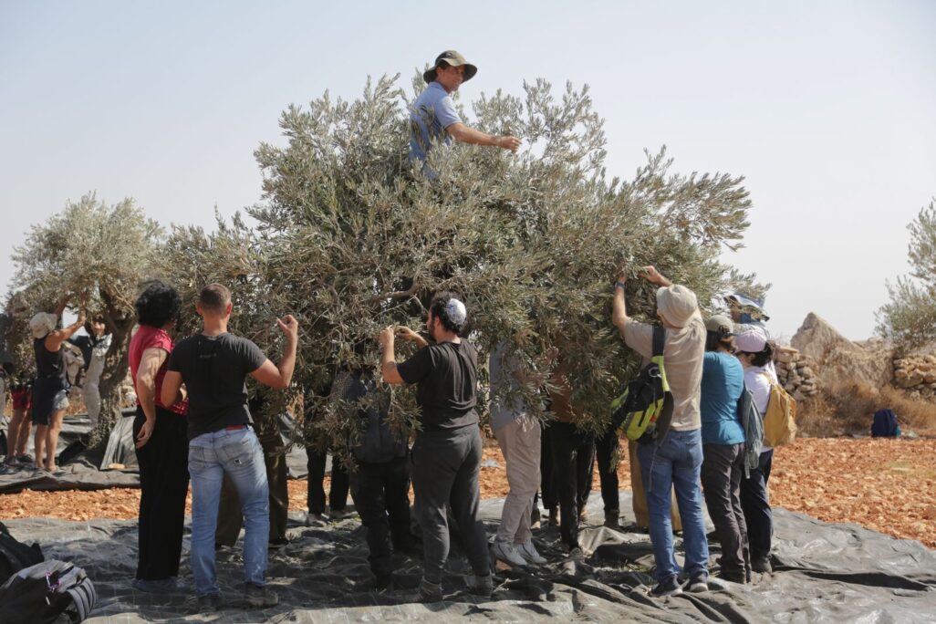 קבוצת מתנדבים במהלך מסיק זיתים בגדה המערבית (צילום: קול רבני לזכויות אדם)