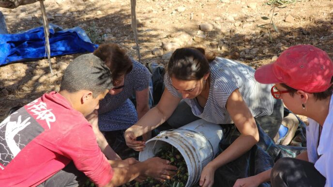 מתנדבים אוספים את הזיתים שנפלו על היריעות במהלך המסיק (צילום: קול רבני לזכויות אדם)