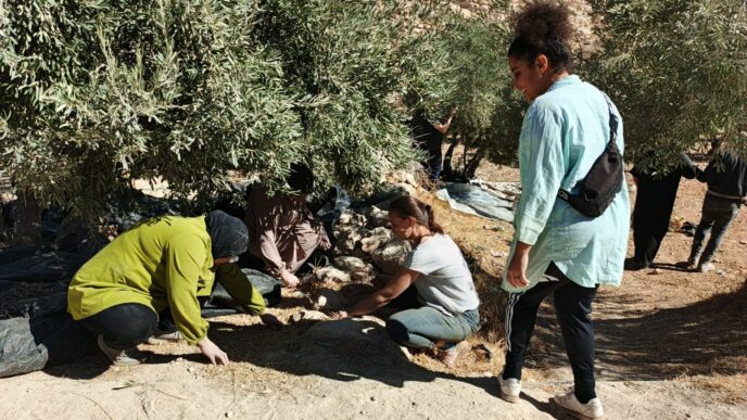 מתנדבות אוספות זיתים במטע במהלך המסיק (צילום: קול רבני לזכויות אדם)