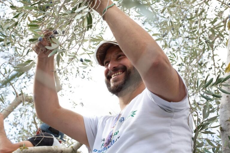 أنطون غودمان، القائم بأعمال المدير العام في منظمة صوت حاخامي من أجل حقوق الإنسان، خلال قطف الزيتون في الضفة الغربية (تصوير : منظمة صوت حاخامي من أجل حقوق الإنسان)