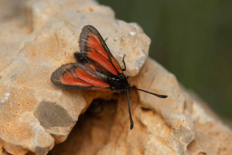 עש נדיר ממין Zygaena brizaega (צילום: משה נאמן)