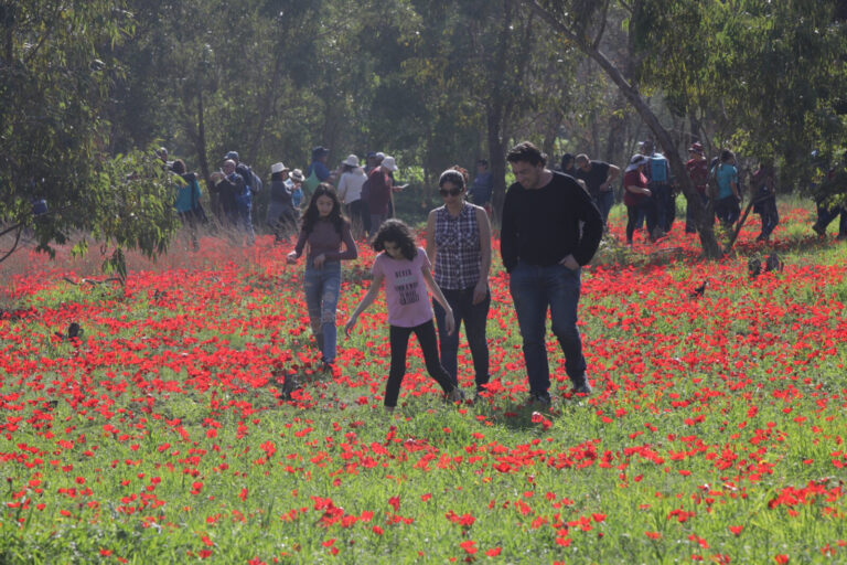 מבקרים מטיילים  בחיק הטבע בעת פריחת פרחי כלניות במהלך פסטיבל דרום אדום (צילום: נתי שוחטל/Flash90)